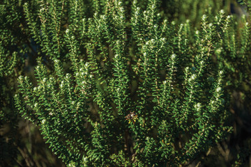 Pine tree branches with its needle-shaped leaves