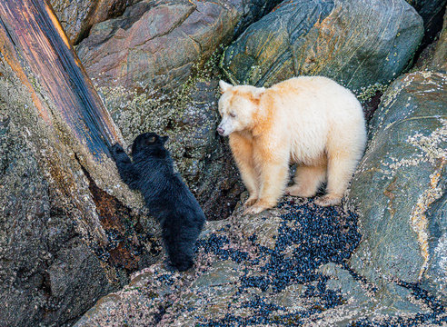 Spirit Bear Teaching Moment - Spirit Bear Strawberry Watches And Guides Its Cub, Blackberry, On The Finer Points Of Eating Barnacles. Gribbell Island, Hartley Bay, Great Bear Rainforest, British Colum