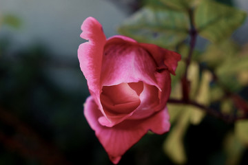 capullo rosa roja flor en diciembre