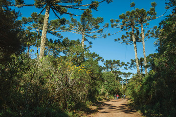 People hiking on dirt pathway through forest
