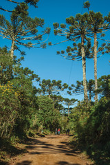 Fototapeta premium People hiking on dirt pathway through forest