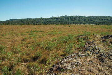 Rural lowlands called Pampas with dry bushes