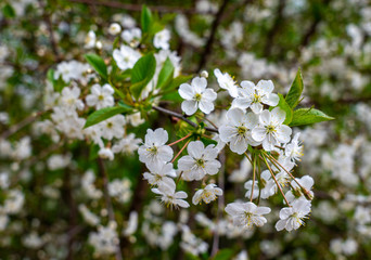 Spring, blooming gardens, apricot blossom, flowers close-up on a blurred background
