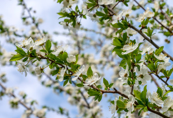 Spring, blooming gardens, apricot blossom, flowers close-up against the blue sky