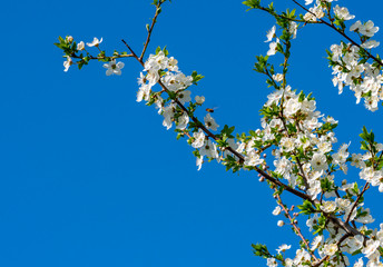 Spring, blooming gardens, apricot blossom, flowers close-up against the blue sky