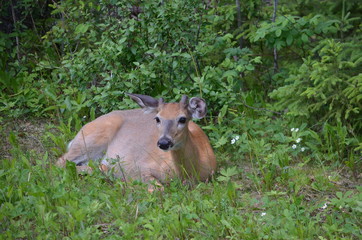 Naklejka na ściany i meble White Tailed Deer resting in summer meadow. 