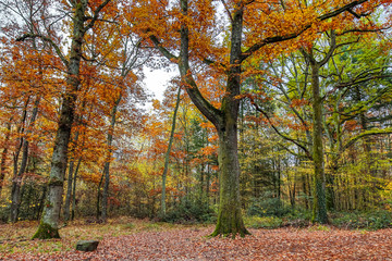 Autumn and forest