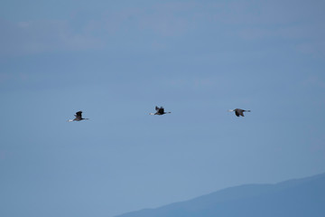 Family of hooded cranes flying in Izumi city, Kagoshima prefecture, Japan