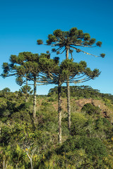Landscape of pine treetops amid lush forest