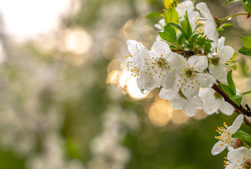Spring, blooming gardens, apricot blossom, flowers close-up in raindrops on the background of sunlight
