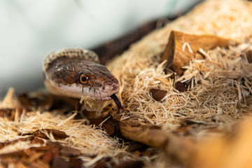 Closeup shot with selective focus of pet serpent's head as it sheds its skin. Sly serpent shedding over wood chips and bark in its enclosure 