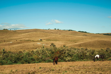 Horses grazing on landscape of rural lowlands