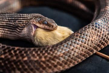 Pet serpent feeding time, snake with its jaws around swallowing a white rat indoor, close up...