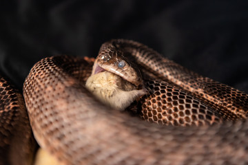 Pet serpent feeding time, snake with its jaws around and swallowing a white rat indoor selective focus shallow depth of field, black backdrop 
