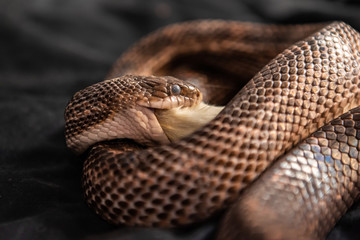 Pet serpent feeding time, snake with its jaws around and swallowing a white rat indoor selective...