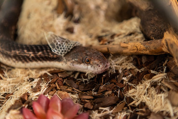 Closeup shot with selective focus of pet serpent's head as it sheds its skin. Sly serpent shedding over wood chips and bark in its enclosure 