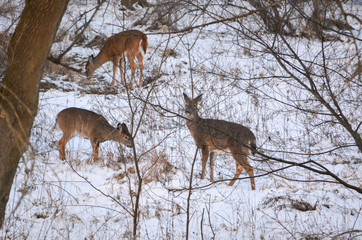 New Years day, 2020, Feast