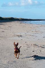 Tiny Miniature Pinscher dog walking on the beach