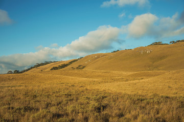 Fototapeta na wymiar Landscape of rural lowlands called Pampas