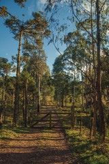 Trees covered by lichen and wooden farm gate