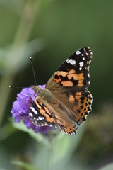 butterfly on a flower