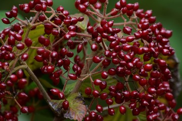 Red berries