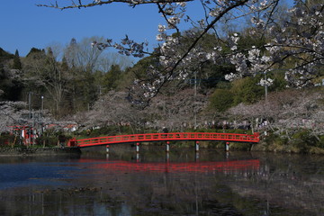 茂原公園　桜　ソメイヨシノ
