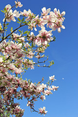 Magnolia flowers starting to bloom set against a clear blue sky background.