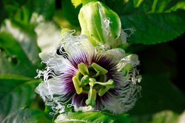 Blüte einer Passionsblume (Passiflora incarnata)