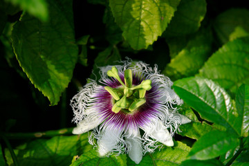 Blüte einer Passionsblume (Passiflora incarnata)