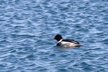 Colorful male duck swimming on sea surface in sunny day closeup. Wild Goosander (Mergus merganser) drake in natural habitat. Diving pochard seabird on the move.