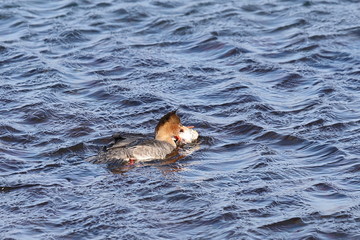 Duck swimming on sea surface in sunny day. Wild Goosander (Mergus merganser) female in natural habitat. Diving pochard seabird catched fish and holds it in the beak.