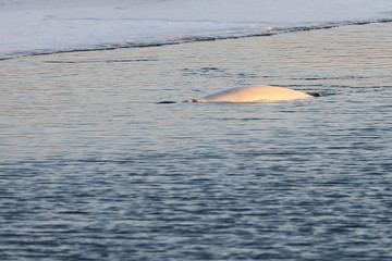 Beluga whale or White whale (Delphinapterus leucas) swimming on sea surface near the edge of ice floe. Back, head and spiracle of animal are visible. Wild sea mammal in natural habitat.