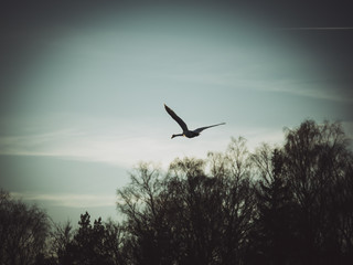 Image of swan flying in the air