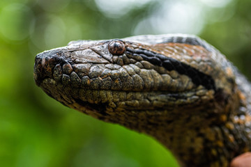 Obraz premium Amazon Snake - Anaconda