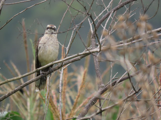 Wild bird in its natural state