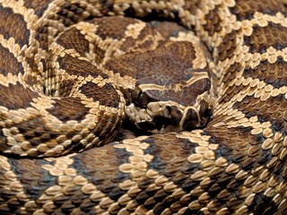 Southern Pacific Rattlesnake