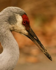 portrait of a sandhill crane © Tracy