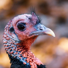 portrait of turkey
