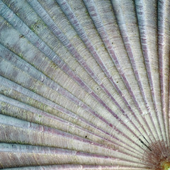 Detail of sea shell