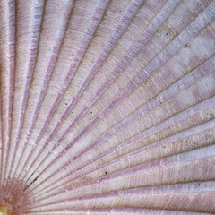 Detail of sea shell