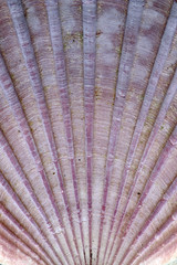 Detail of sea shell