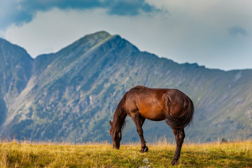 Fototapeta na wymiar Wild horse roaming free on an alpine pasture in the summer