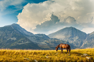 Wild horse roaming free on an alpine pasture in the summer - Powered by Adobe