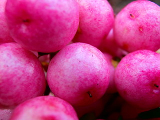 Pink berries
