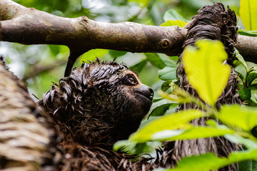 Sloth from the amazon