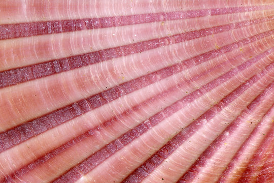 Detail of sea shell