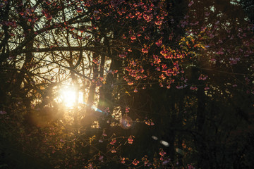 Sunset light rays and tree branches with flowers