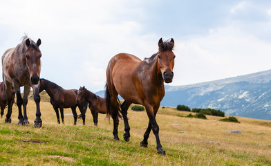 Obraz premium Wild horses roaming free on an alpine pasture in the mountains in summer