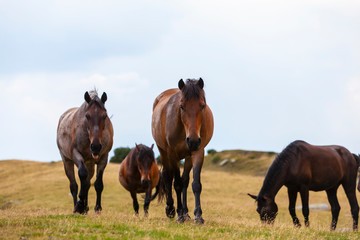 Wild horses roaming free on an alpine pasture in the mountains in summer